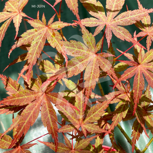 Acer Palmatum 'Nanase Gawa' - Érable du Japon