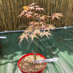 Acer Palmatum 'Nanase Gawa' - Érable du Japon