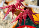 Acer Palmatum 'Nanase Gawa' - Érable du Japon