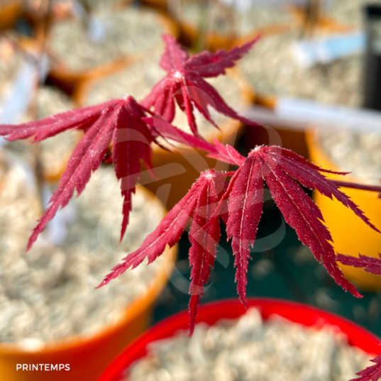 Acer Palmatum 'Nanase Gawa' - Érable du Japon