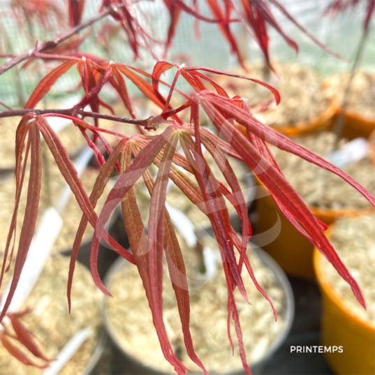 Acer palmatum 'NC Red' - Érable du Japon