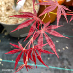 Acer Palmatum 'Nimura Princess' - Érable du Japon