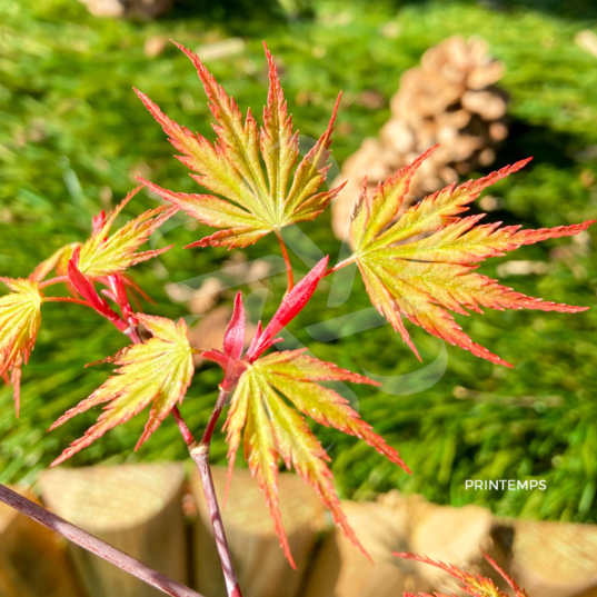 Acer Palmatum 'Nogat' - Érable du Japon