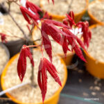 Acer Palmatum 'Nomura Koyo' - Érable du Japon