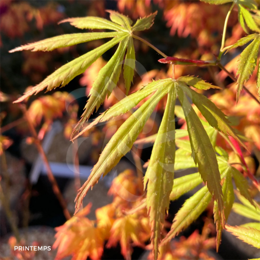 Acer palmatum 'Nyaku oji' - Érable du Japon