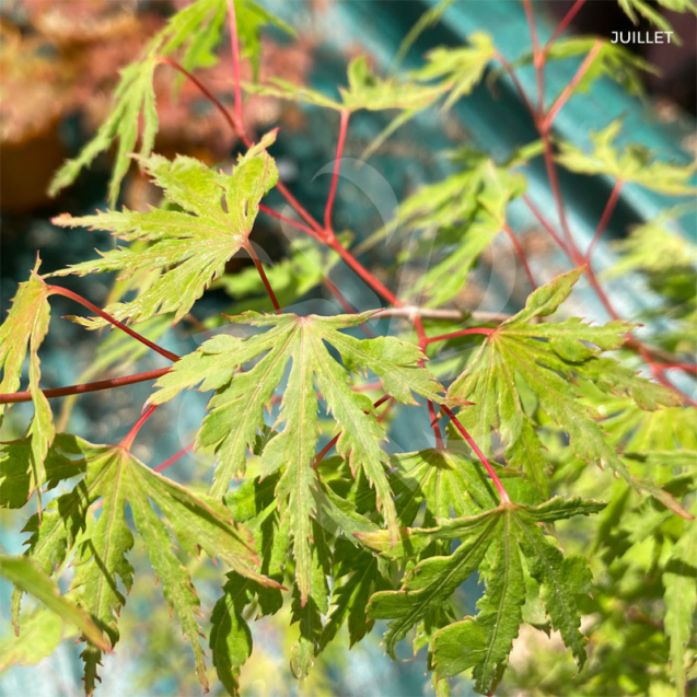 Acer palmatum 'Ogi Nagashi' - Érable du Japon