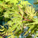 Acer palmatum 'Ogi Nagashi' - Érable du Japon