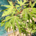 Acer palmatum 'Ogi Nagashi' - Érable du Japon