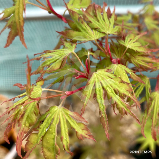 Acer palmatum 'Ogi Nagashi' - Érable du Japon