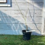 Acer palmatum 'Ogi Nagashi' - Érable du Japon