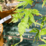 Acer Palmatum 'Ogi No Nagare' - Érable du Japon