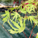 Acer Palmatum 'Ogi No Nagare' - Érable du Japon