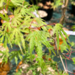 Acer Palmatum 'Ogi No Nagare' - Érable du Japon