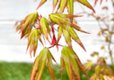 Acer Palmatum 'Ogi No Nagare' - Érable du Japon