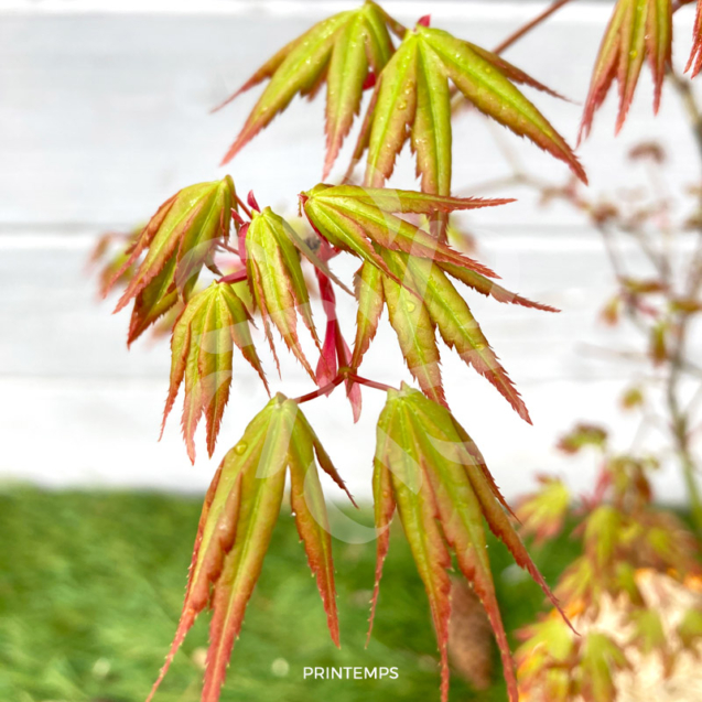 Acer Palmatum 'Ogi No Nagare' - Érable du Japon