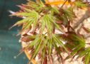 Acer Palmatum 'Ogi No Nagare' - Érable du Japon