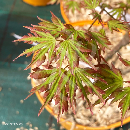 Acer Palmatum 'Ogi No Nagare' - Érable du Japon