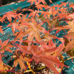 Acer palmatum 'Oh Momiji' - Érable du Japon