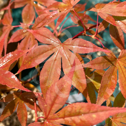 Acer palmatum 'Oh Momiji' - Érable du Japon