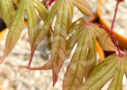 Acer palmatum 'Oh Momiji' - Érable du Japon