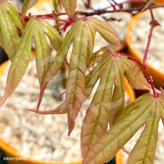 Acer palmatum 'Oh Momiji' - Érable du Japon