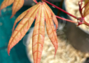 Acer palmatum 'Oh Momiji' - Érable du Japon