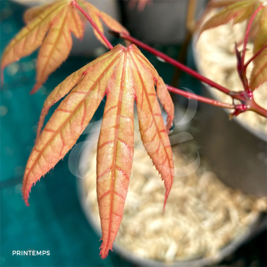 Acer palmatum 'Oh Momiji' - Érable du Japon