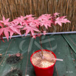 Acer Palmatum 'Okkens Red Mini' - Érable du Japon