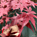 Acer Palmatum 'Okkens Red Mini' - Érable du Japon