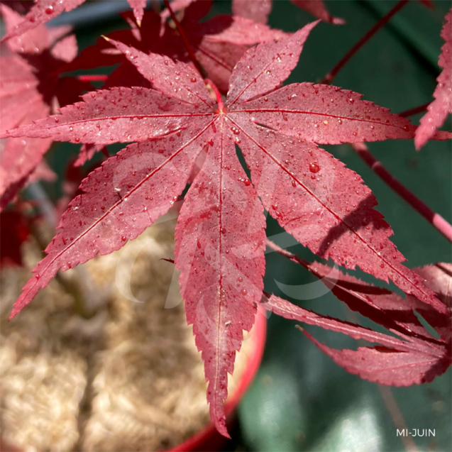 Acer Palmatum 'Okkens Red Mini' - Érable du Japon