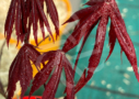 Acer Palmatum 'Okkens Red Mini' - Érable du Japon