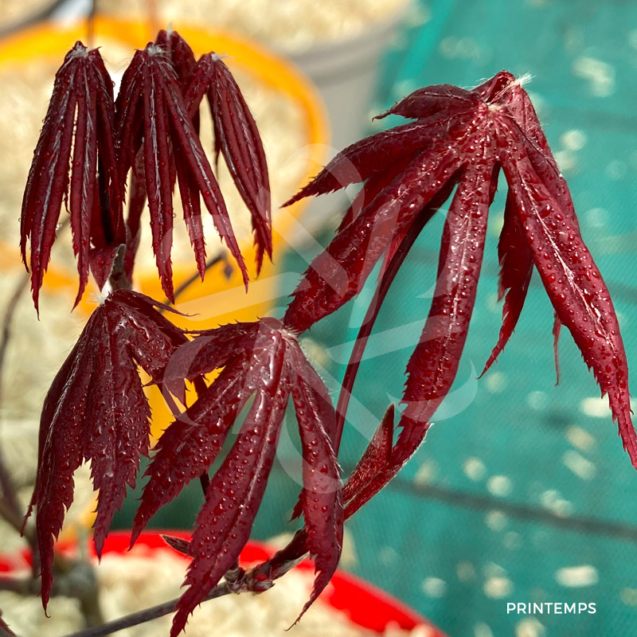 Acer Palmatum 'Okkens Red Mini' - Érable du Japon