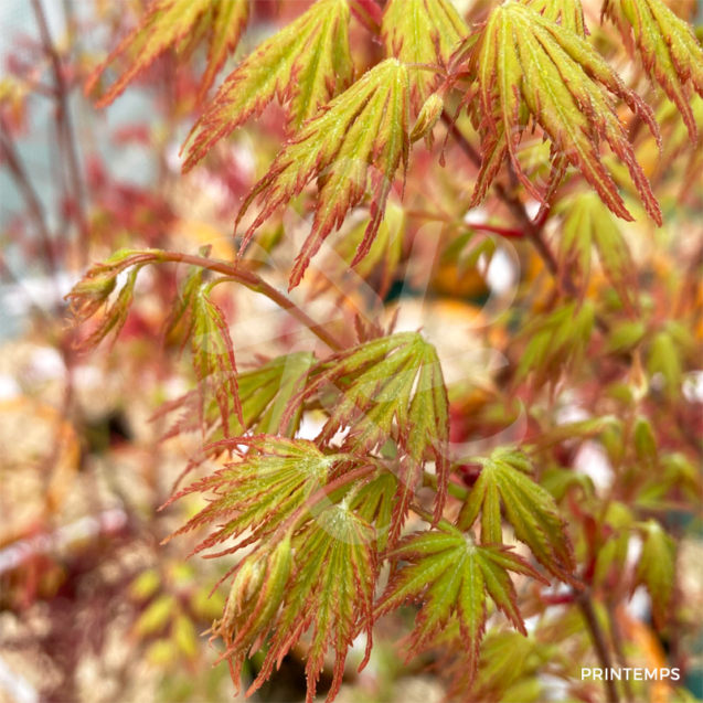 Acer palmatum 'Orange Lace' - Érable du Japon