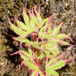 Acer Palmatum 'Ori Zuro Momuhu' - Érable du Japon