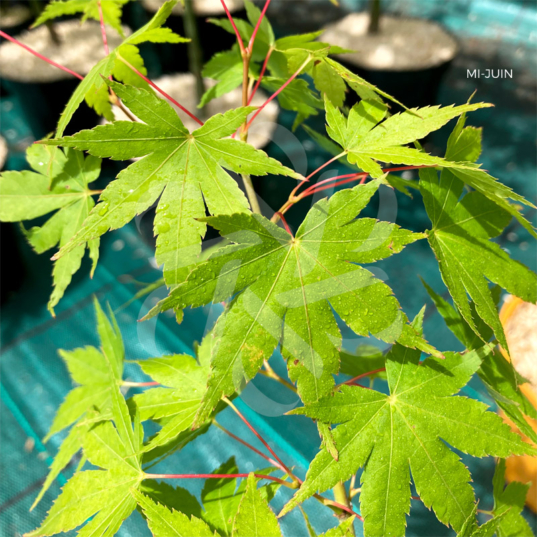 Acer palmatum 'Patricia' - Érable du Japon