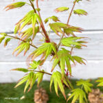 Acer palmatum 'Patricia' - Érable du Japon