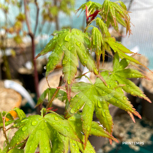 Acer palmatum 'Patricia' - Érable du Japon