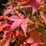 Acer palmatum 'Patricia' - Érable du Japon