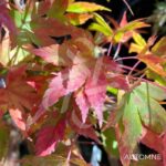 Acer palmatum 'Patricia' - Érable du Japon