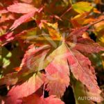 Acer palmatum 'Patricia' - Érable du Japon