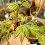 Acer palmatum 'Patricia' - Érable du Japon