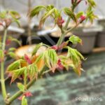 Acer palmatum 'Patricia' - Érable du Japon