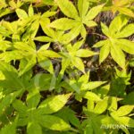 Acer palmatum 'Patricia' - Érable du Japon