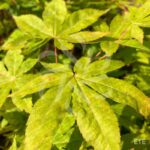 Acer palmatum 'Patricia' - Érable du Japon