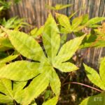Acer palmatum 'Patricia' - Érable du Japon