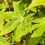 Acer palmatum 'Patricia' - Érable du Japon