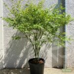 Acer Palmatum 'Phoenix' - Érable du Japon