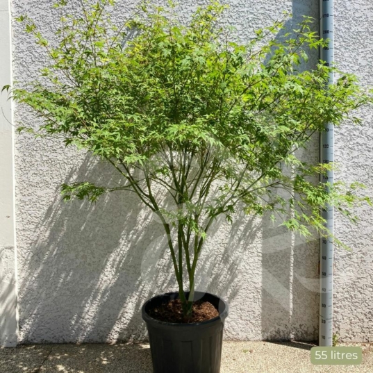 Acer Palmatum 'Phoenix' - Érable du Japon