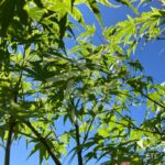Acer Palmatum 'Phoenix' - Érable du Japon