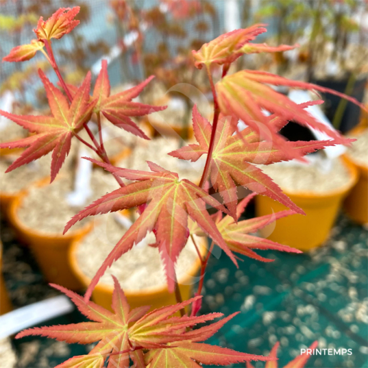 Acer Palmatum 'Phoenix' - Érable du Japon